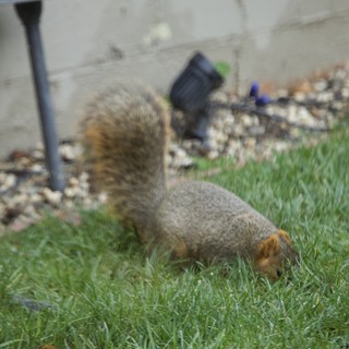 Fox Squirrel Foraging in Suburban Backyard Grass