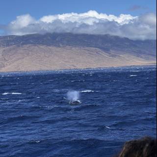 Majestic Whale Breaching in the Pacific Ocean