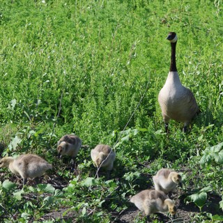 Canada Goose Family Foraging in Wetland Grassland