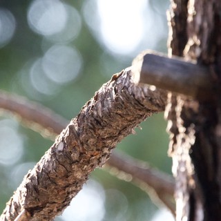 Textured Branch Detail in Soft Winter Light