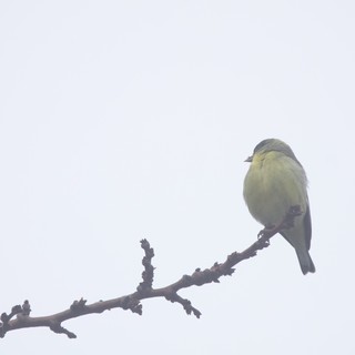 Yellow Finch Perched on Winter Branch