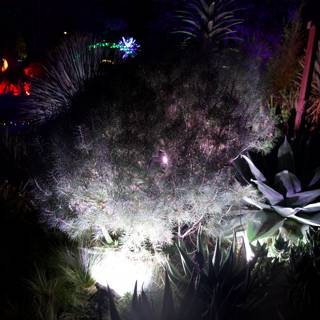 Illuminated Flora at Night