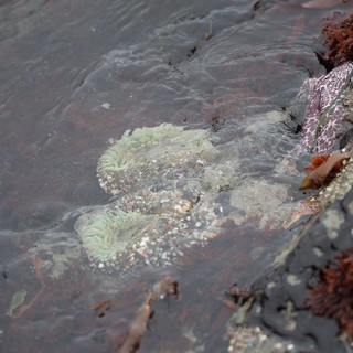 Sea Anemones and Starfish in Pacific Tide Pool