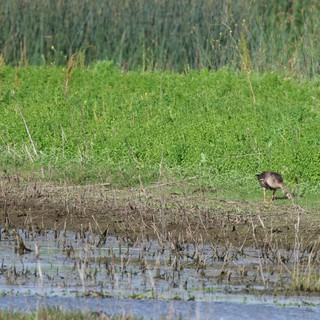 wildlife area/wetland preserve