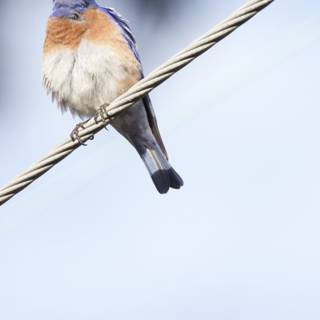Perched Elegance