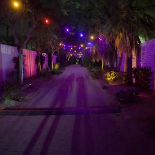 Midnight Hues: A Vibrant Pathway