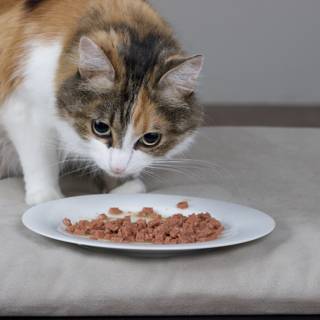 Hungry Manx Cat Enjoys a Meal on a Plate