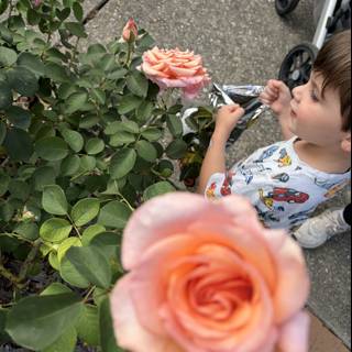 The Wonder of Roses