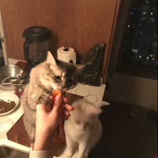 Feeding Feline Friend
