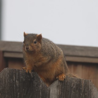 Curious Squirrel Perched on Weathered Wooden Fence