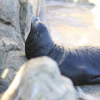 A Seal Taking a Break on a Rock
