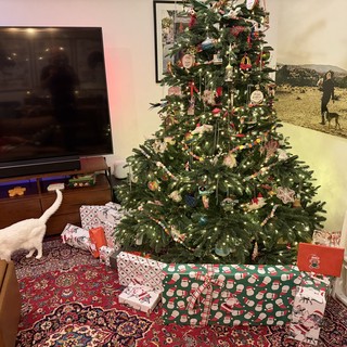White Cat Exploring Christmas Morning Living Room