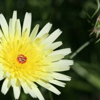 Sunny Pollen-ated Daisy
