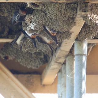 Cliff Swallows Nesting in Mud Structures Under Eaves