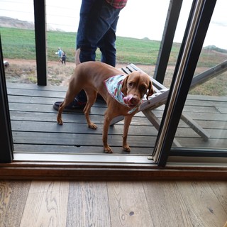 Dog Steps Through Open Glass Door