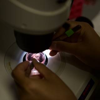 Microscopic examination
