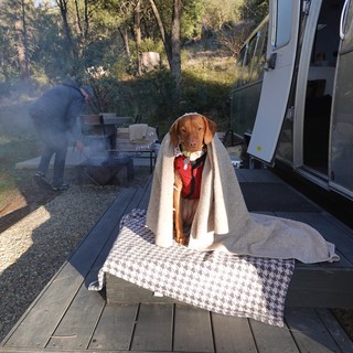 Dog Wrapped in Blanket at RV Campsite