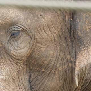 Gentle Gaze: An Elephant’s Eye at Honolulu Zoo