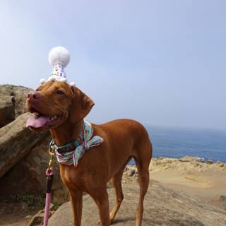 Birthday Dog on Rock