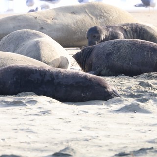 Elephant Seals Resting on Sandy Beach at Drakes Beach