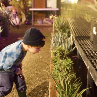 Curious at the Garden of D'Lights