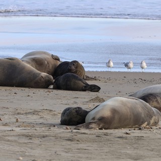 Elephant Seal Colony Resting on Drakes Beach