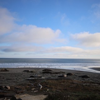 Elephant Seals Resting on Drakes Beach at Dusk