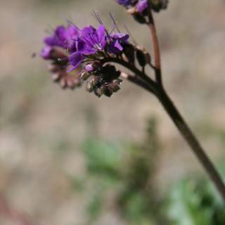 Majestic Purple Geranium