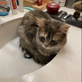 The Curious Cat in the Sink