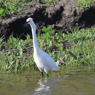 Snowy Egret Wading in Yolo Bypass Wetlands