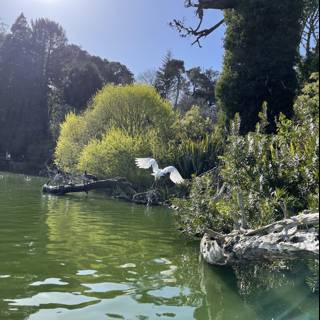 Serenity in Stow Lake