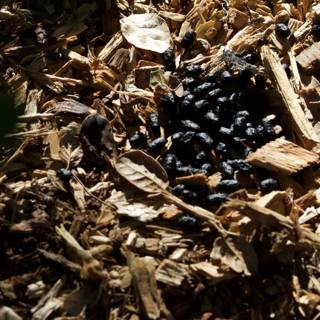Nature's Texture: The Forest Floor