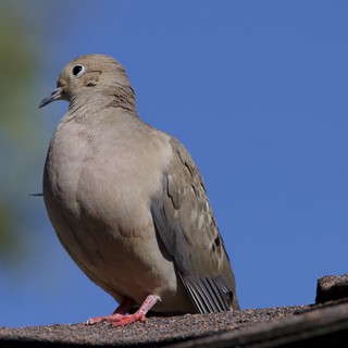 Eurasian Collared-Dove Perched on Suburban Rooftop