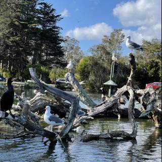 Birds on a Tree Branch in Stow Lake