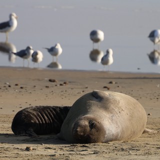Elephant Seal Pup Resting on Drakes Beach