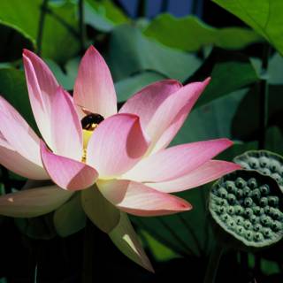 Pink Lotus Blossom with Bee