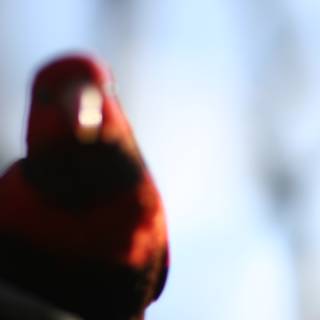 Red Cardinal with Black Head