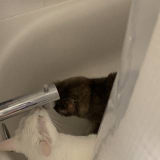 Feline Bath Time