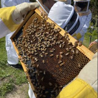 Beekeeper holding a frame of buzzing bees