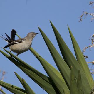 El Sereno's Songbird Charm