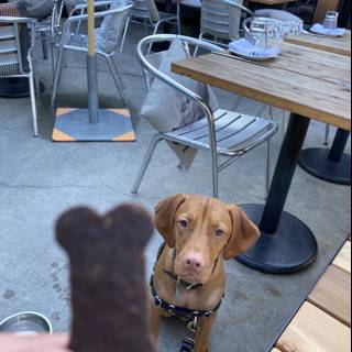 Treat Time at the Restaurant