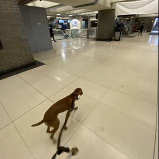 Airport Pup