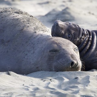Elephant Seal Mother and Pup Resting on Sandy Beach