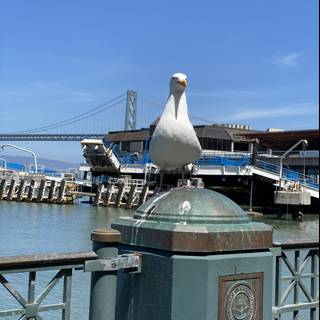 Serene Seagull by the San Francisco Bridge