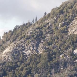 Rocky Mountain Slope with Mixed Forest Cover