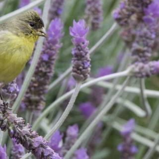 Lavender Perch