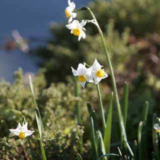 Blooming Daffodils under a Clear Blue Sky