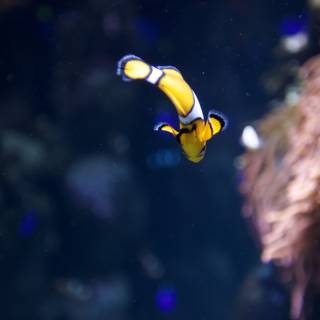 A Clownfish in its Aquatic Habitat