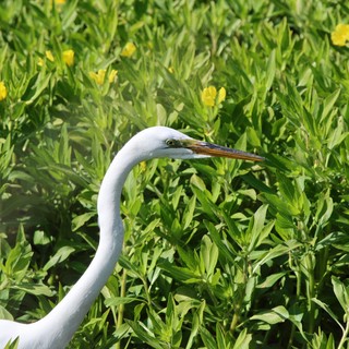 Great Egret Portrait in Vibrant Wetland Vegetation