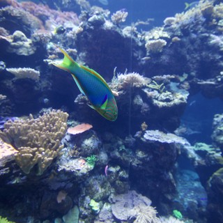 Vibrant Parrotfish Swimming Through Coral Reef Ecosystem